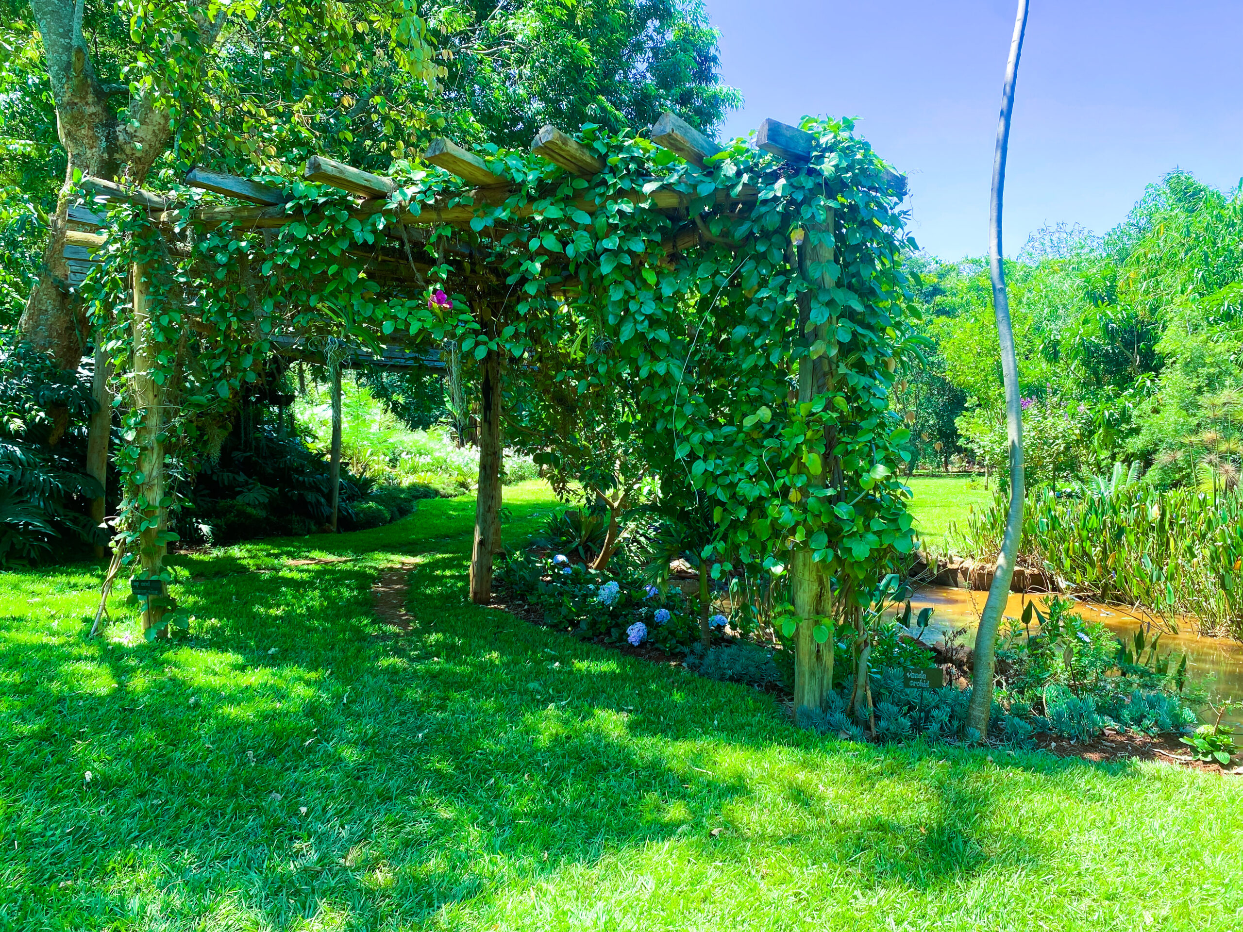 Forest view from Maarifa home