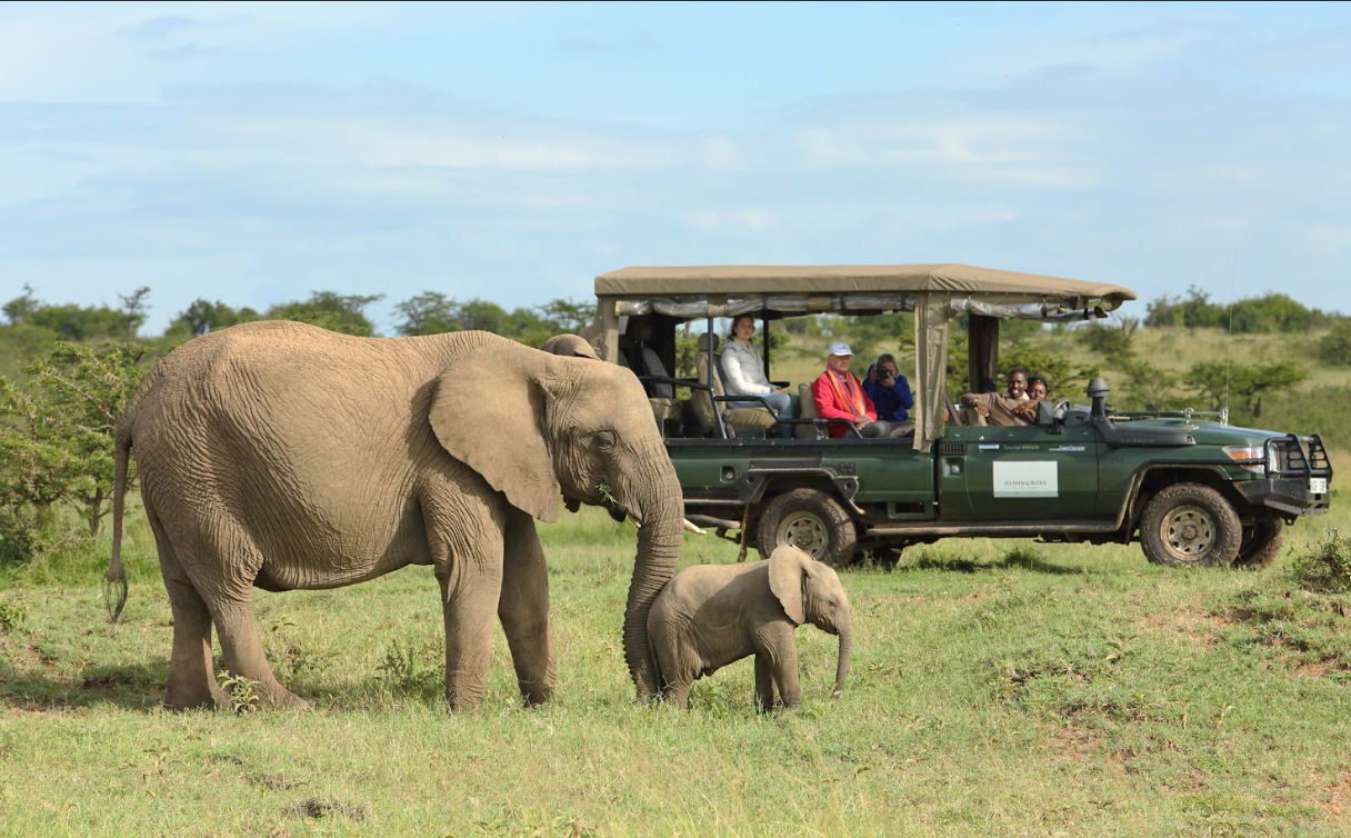 Travel Desk - Safari Experience
