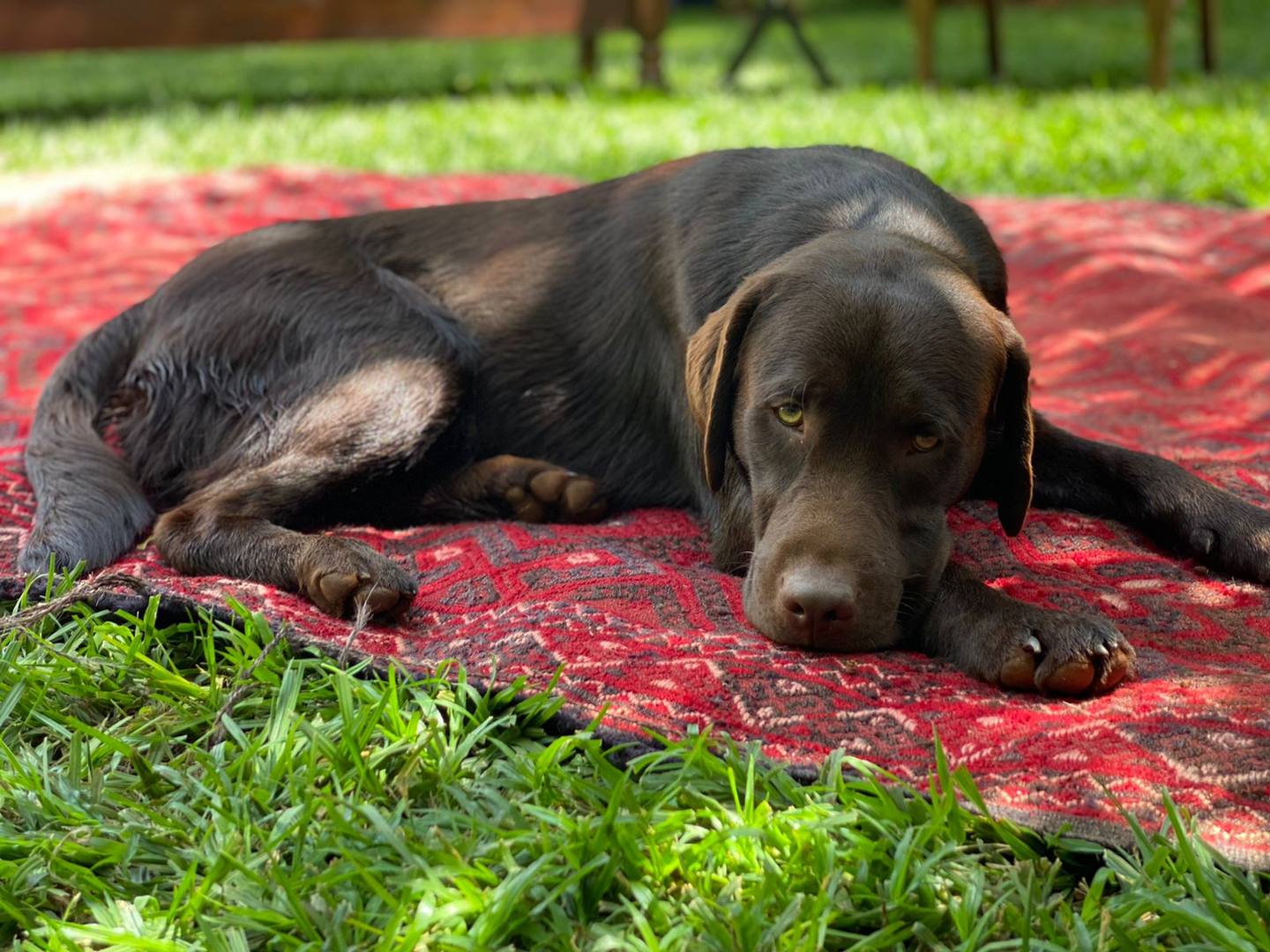 Evening glow at Maarifa gardens (Shamba)