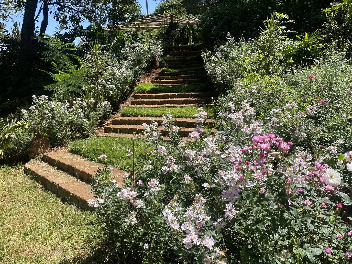 Garden harvest at Maarifa (Shamba)