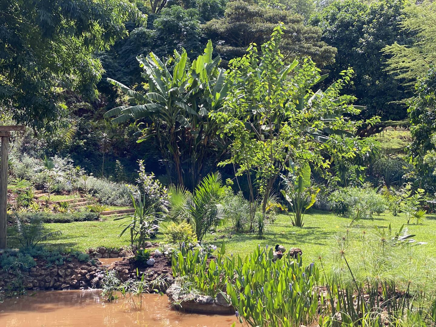 Lush garden pathway at Maarifa (Shamba)