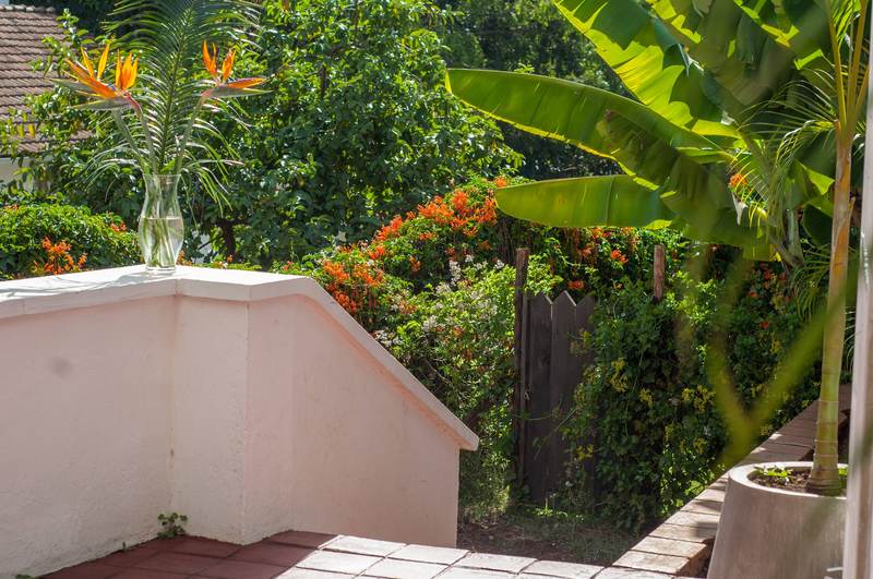 Honeysuckle - Terrace