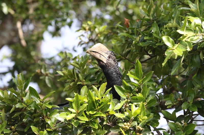 Nyumba Ndogo - Garden