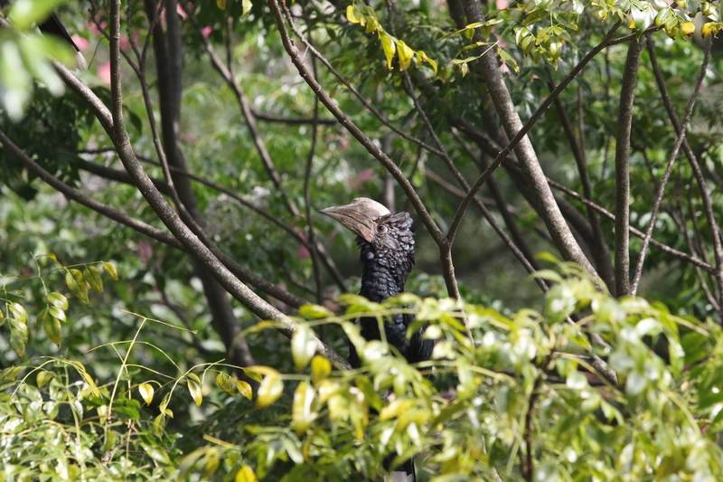 Nyumba Ndogo - Garden