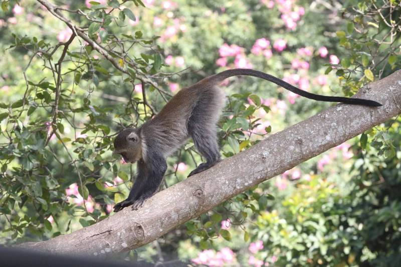 Nyumba Ndogo - Garden