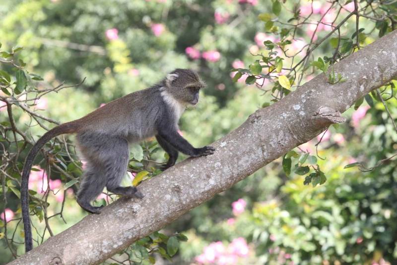Nyumba Ndogo - Garden