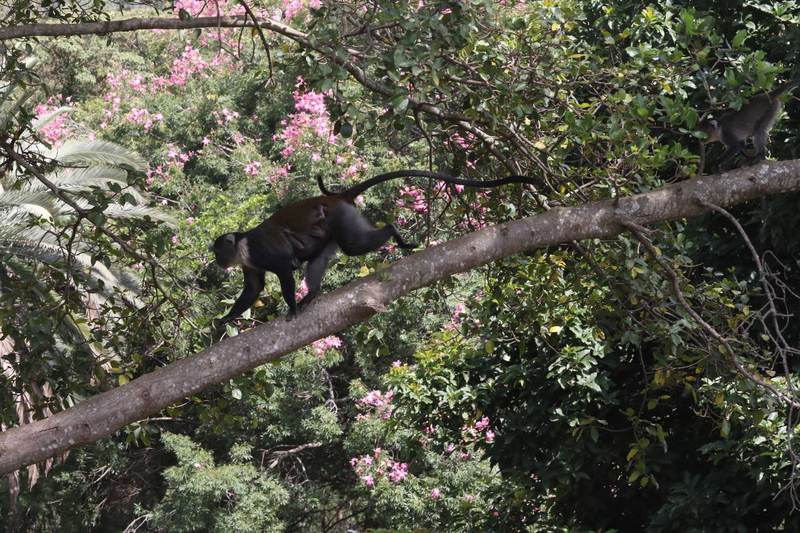 Nyumba Ndogo - Garden