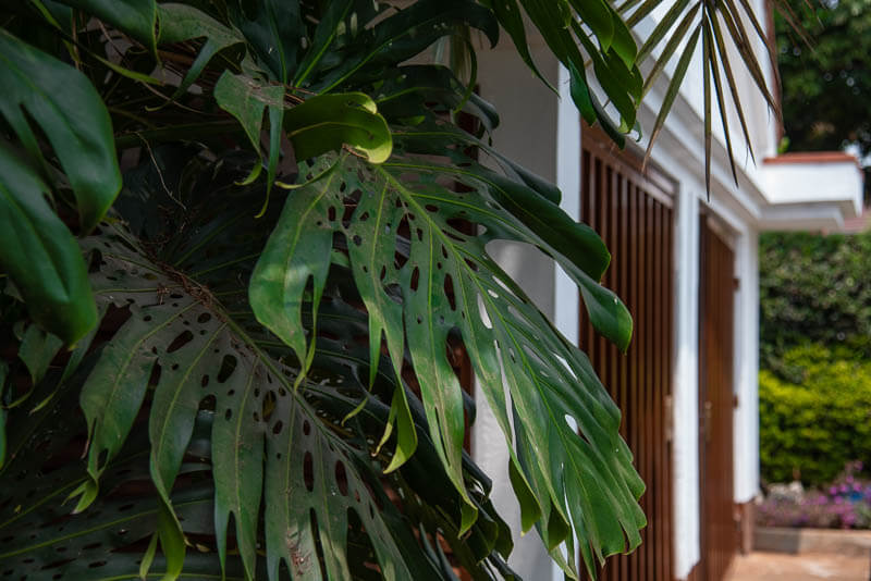 Flame Tree Runda - Evening