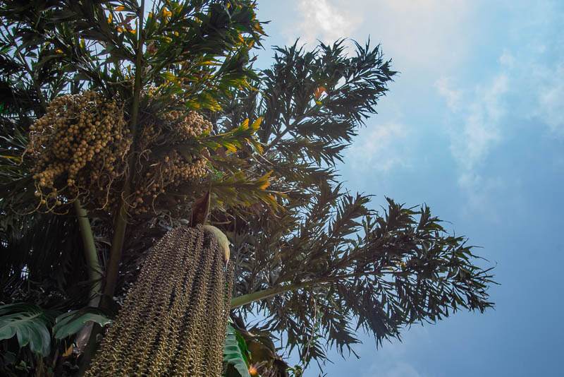Flame Tree Runda - Dusk