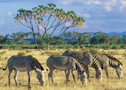 Grevy's Zebra in Samburu