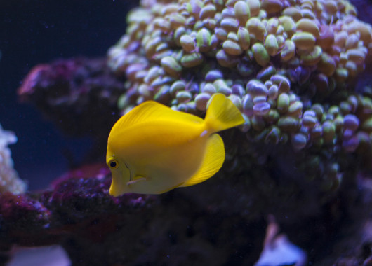 Snorkelling in Watamu