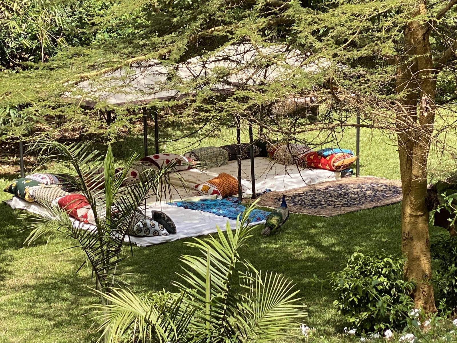 Stillness in the Maarifa garden (Shamba)